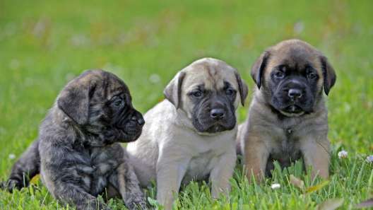 English mastiff